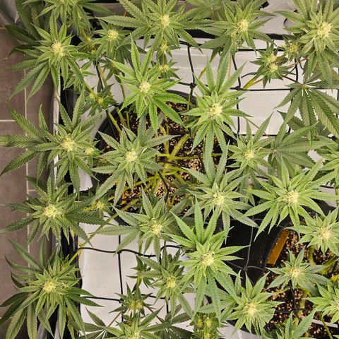 Lemon Orange #2 growlog timeline photo
