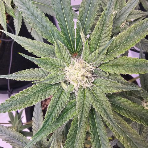 Lemon Orange #2 growlog timeline photo