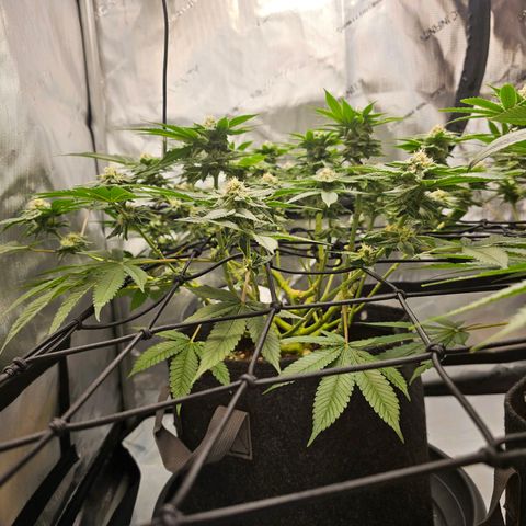 Lemon Orange #1 growlog timeline photo