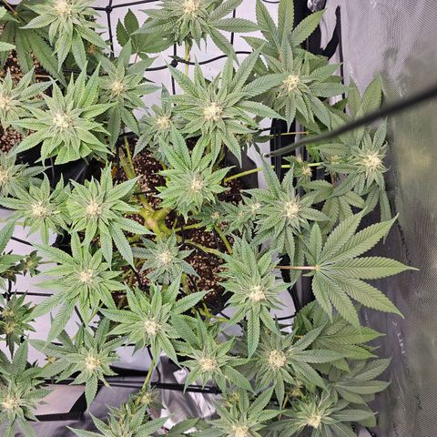 Lemon Orange #1 growlog timeline photo