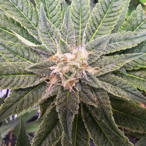 Lemon Orange #1 growlog timeline photo