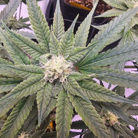 Lemon Orange #2 growlog timeline photo