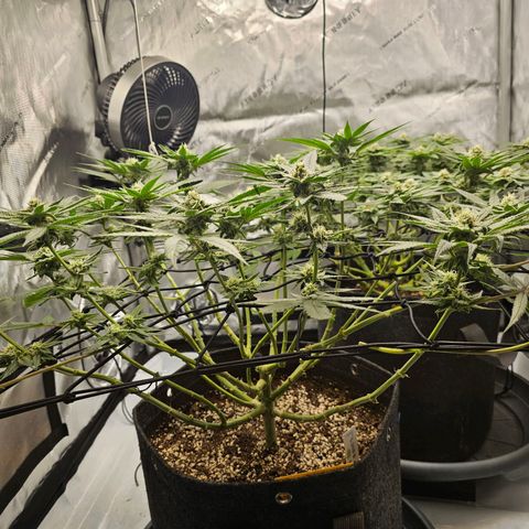 Lemon Orange #2 growlog timeline photo