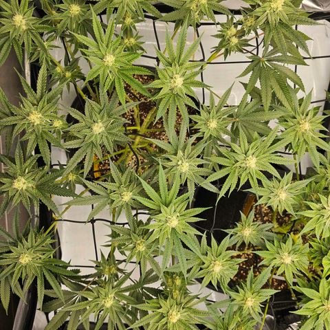 Lemon Orange #2 growlog timeline photo