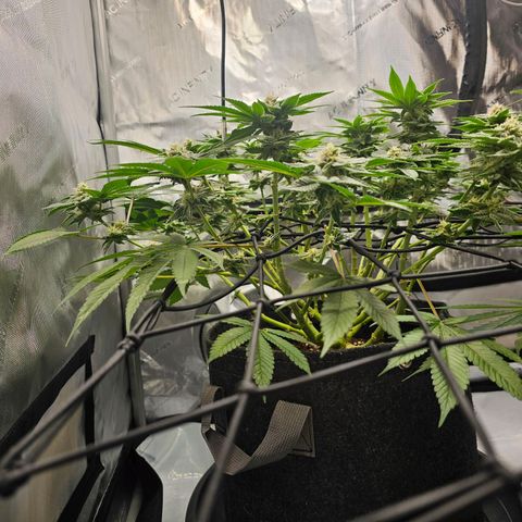 Lemon Orange #1 growlog timeline photo