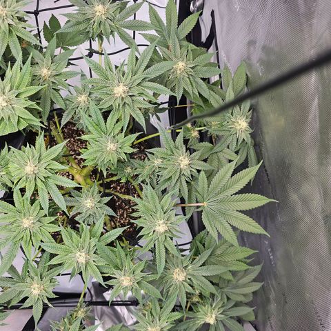 Lemon Orange #1 growlog timeline photo