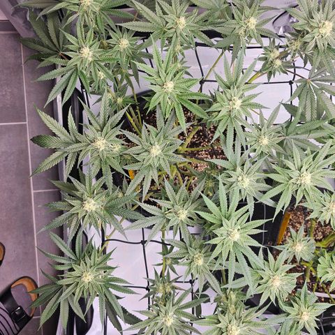 Lemon Orange #2 growlog timeline photo