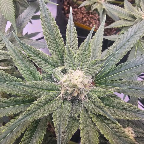 Lemon Orange #2 growlog timeline photo