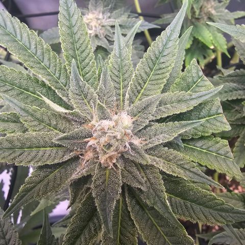 Lemon Orange #1 growlog timeline photo