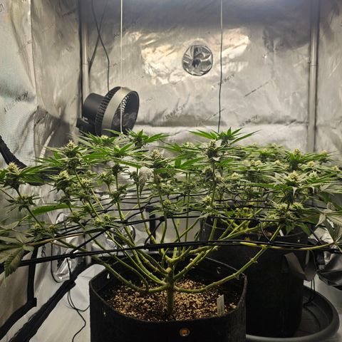 Lemon Orange #2 growlog timeline photo