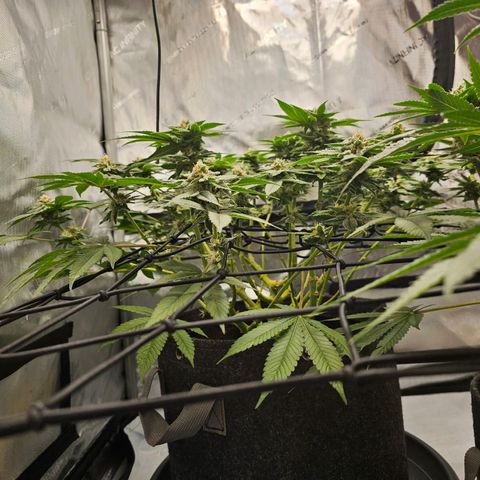 Lemon Orange #1 growlog timeline photo