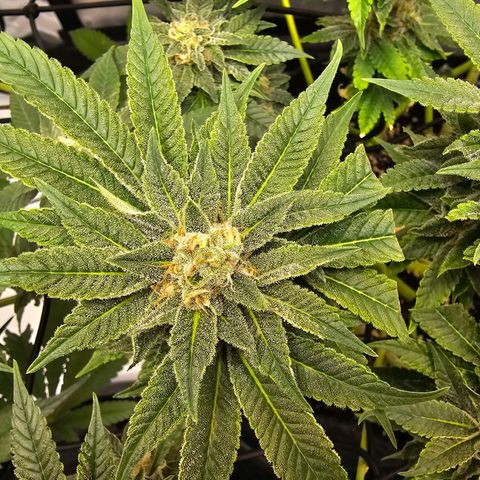 Lemon Orange #1 growlog timeline photo