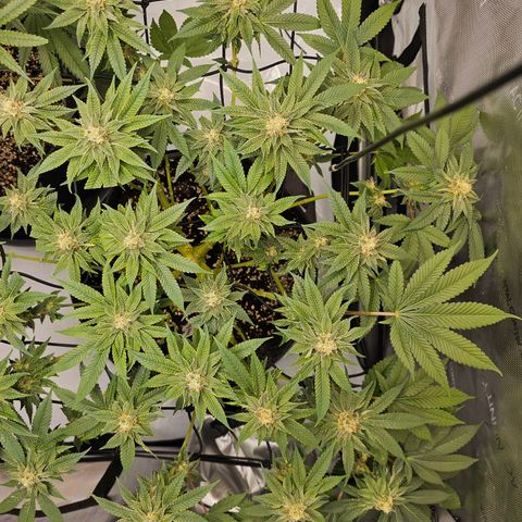 Lemon Orange #1 growlog timeline photo