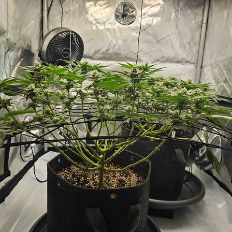 Lemon Orange #2 growlog timeline photo