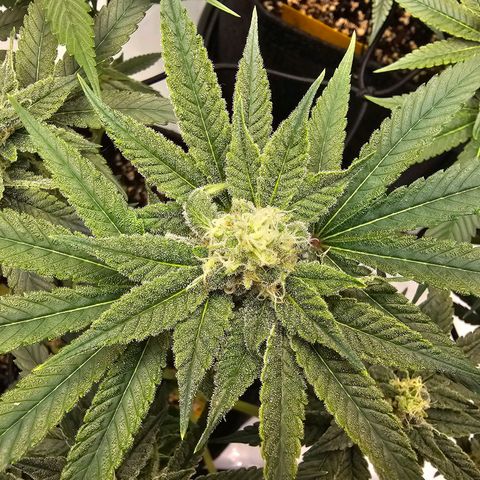 Lemon Orange #2 growlog timeline photo