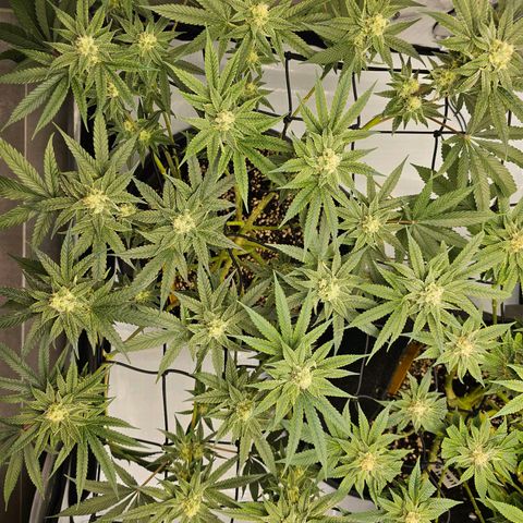 Lemon Orange #2 growlog timeline photo