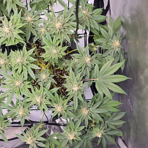 Lemon Orange #1 growlog timeline photo