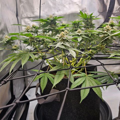 Lemon Orange #1 growlog timeline photo