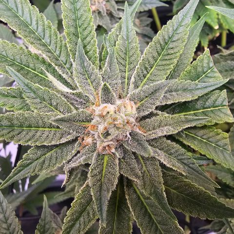 Lemon Orange #1 growlog timeline photo