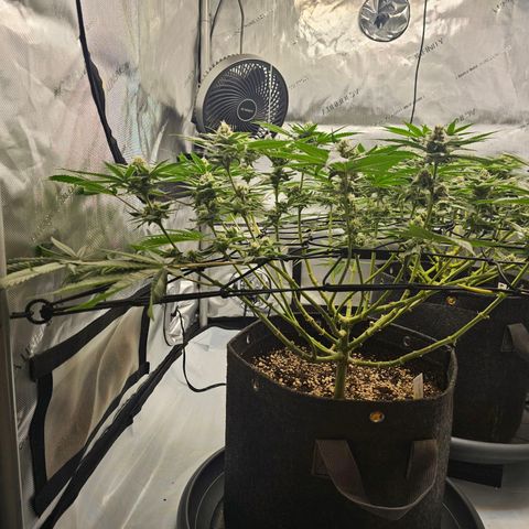 Lemon Orange #2 growlog timeline photo