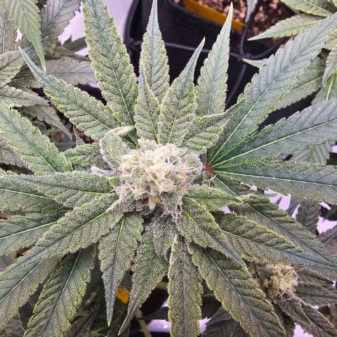 Lemon Orange #2 growlog timeline photo