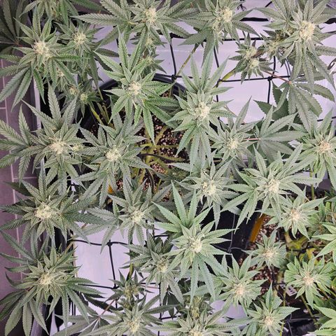 Lemon Orange #2 growlog timeline photo