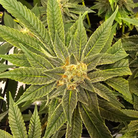 Lemon Orange #1 growlog timeline photo