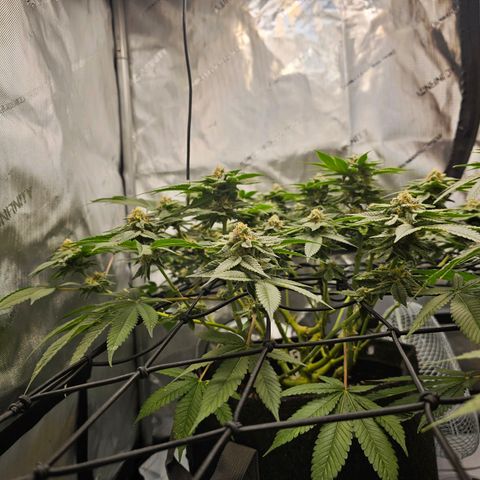 Lemon Orange #1 growlog timeline photo