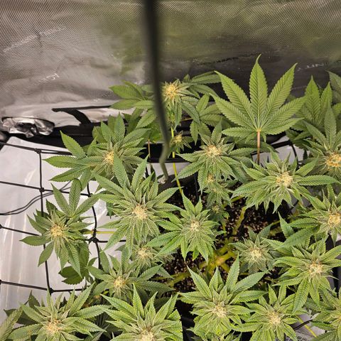 Lemon Orange #1 growlog timeline photo