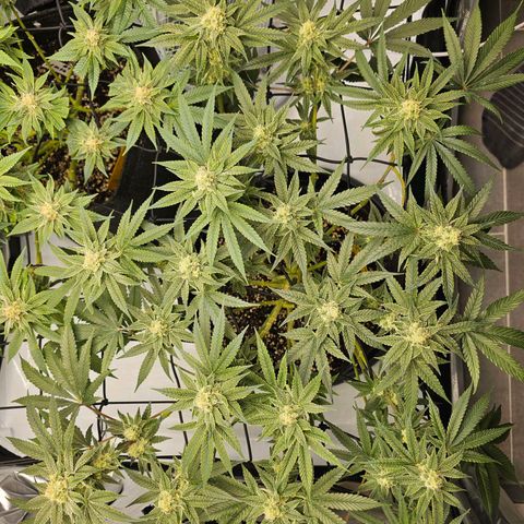 Lemon Orange #2 growlog timeline photo