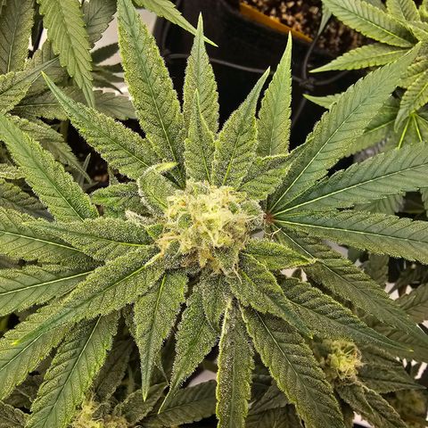 Lemon Orange #2 growlog timeline photo