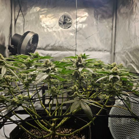 Lemon Orange #2 growlog timeline photo