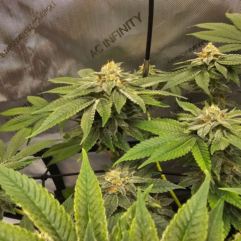 Lemon Orange #1 growlog timeline photo