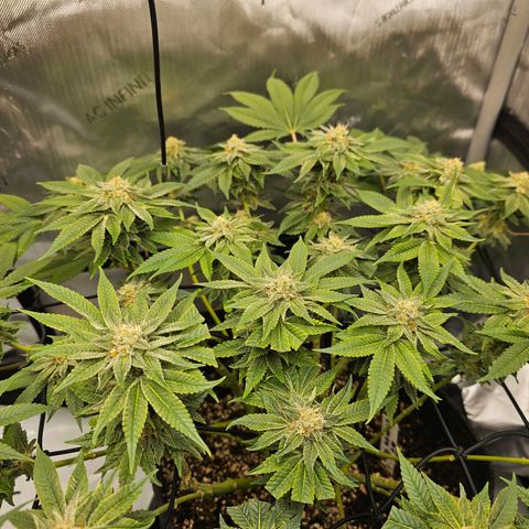 Lemon Orange #1 growlog timeline photo