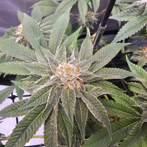 Lemon Orange #1 growlog timeline photo