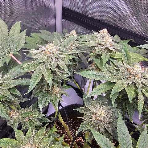 Lemon Orange #1 growlog timeline photo