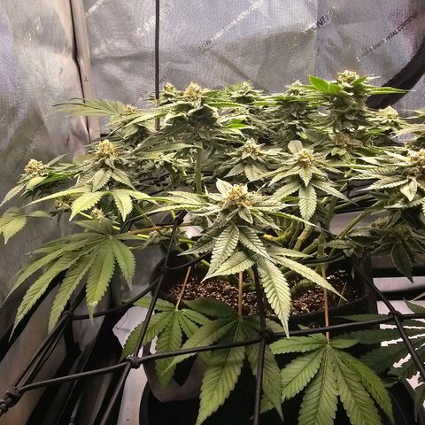 Lemon Orange #1 growlog timeline photo