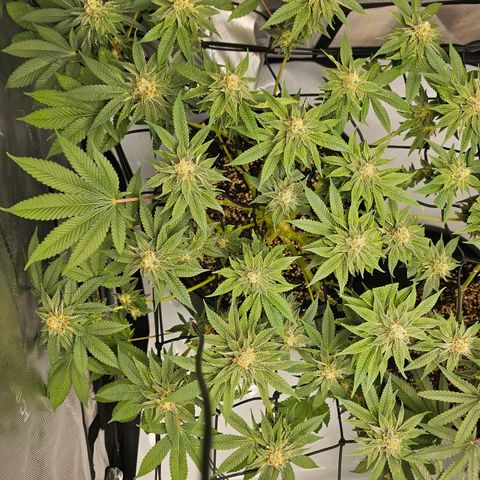 Lemon Orange #1 growlog timeline photo