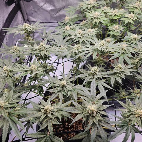 Lemon Orange #2 growlog timeline photo
