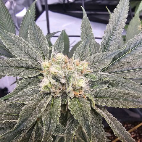 Lemon Orange #2 growlog timeline photo
