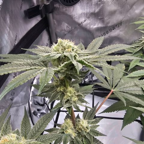 Lemon Orange #2 growlog timeline photo