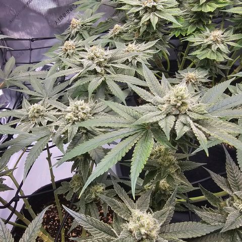Lemon Orange #2 growlog timeline photo