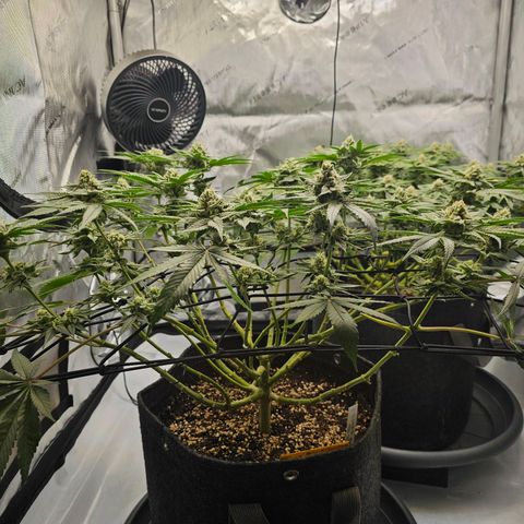 Lemon Orange #2 growlog timeline photo