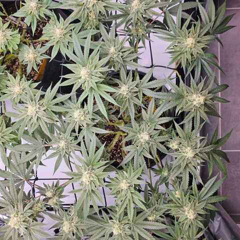 Lemon Orange #2 growlog timeline photo