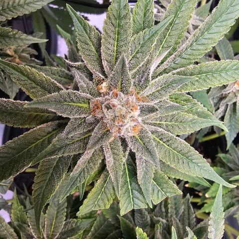 Lemon Orange #1 growlog timeline photo