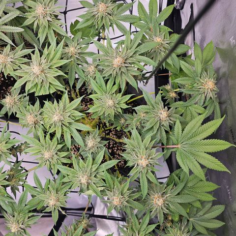 Lemon Orange #1 growlog timeline photo