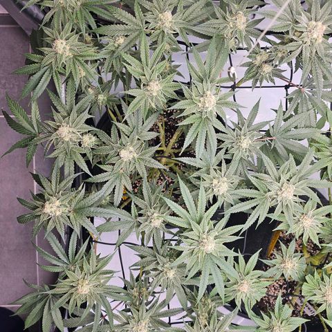 Lemon Orange #2 growlog timeline photo