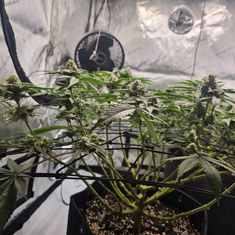 Lemon Orange #2 growlog timeline photo