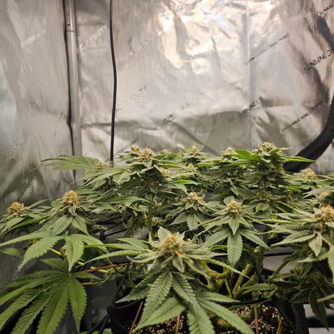 Lemon Orange #1 growlog timeline photo