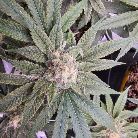 Lemon Orange #2 growlog timeline photo